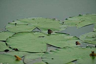 《艾尔登法环：黑夜君临》1.02补丁下周发布 增加单人游玩符文产量